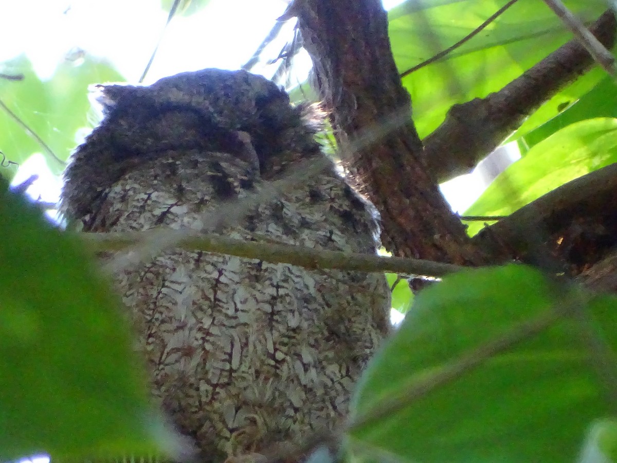 Middle American Screech-Owl - ML76307011