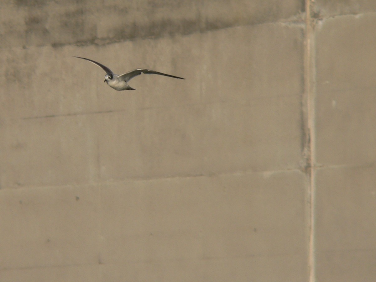 Franklin's Gull - ML76309161