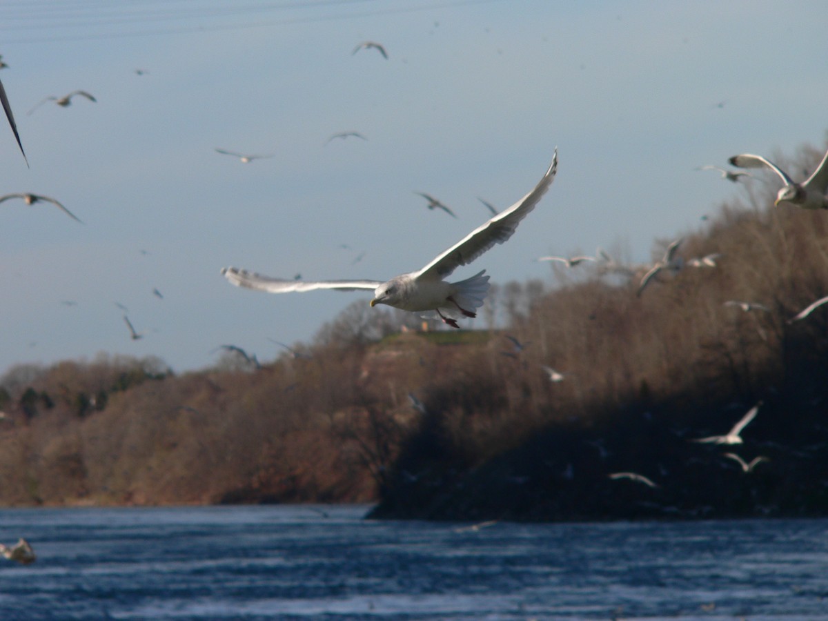 Iceland Gull (kumlieni/glaucoides) - ML76309401