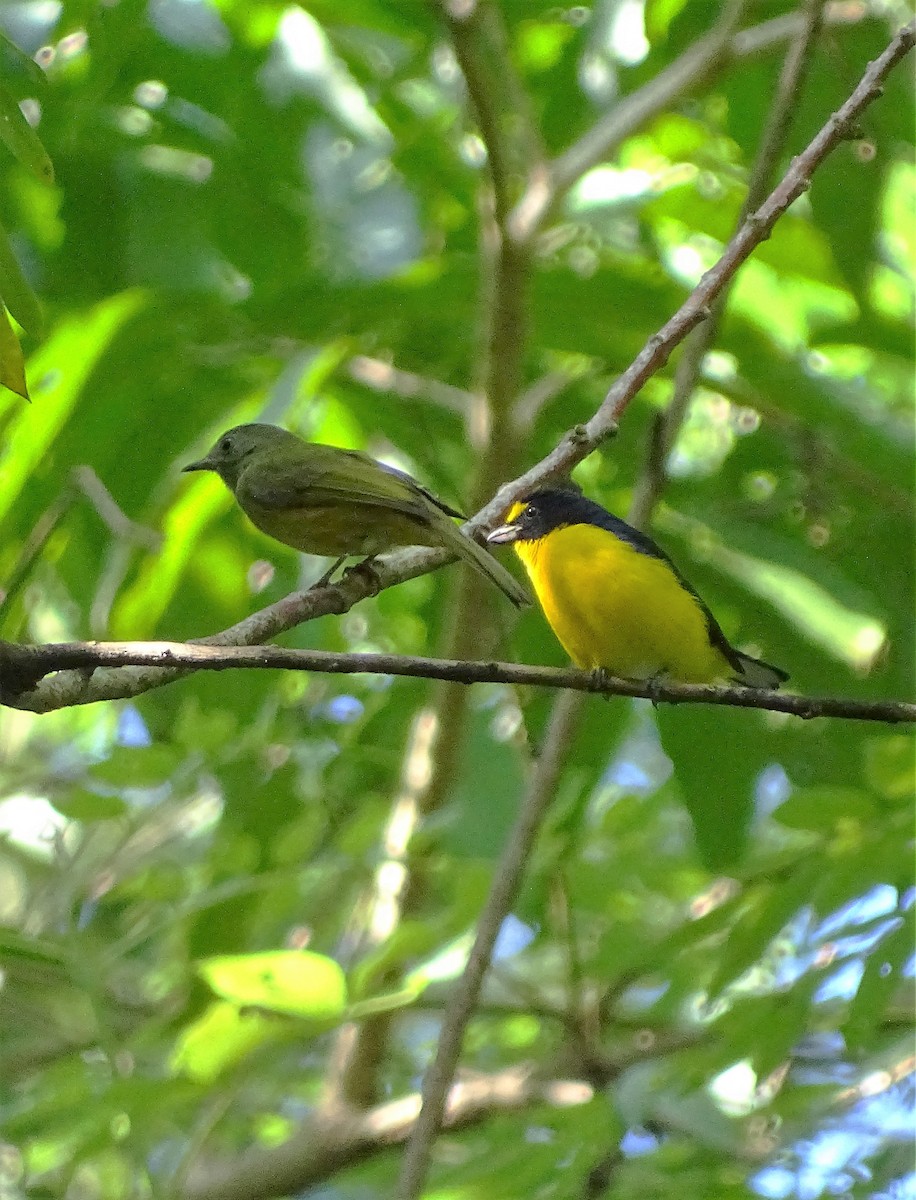 Yellow-throated Euphonia - ML76309751