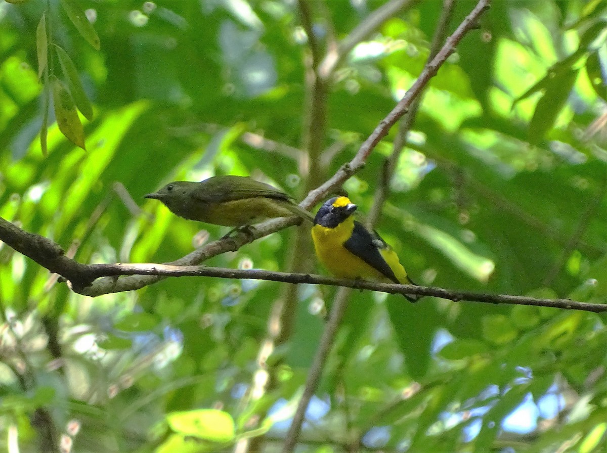 Yellow-throated Euphonia - ML76309771