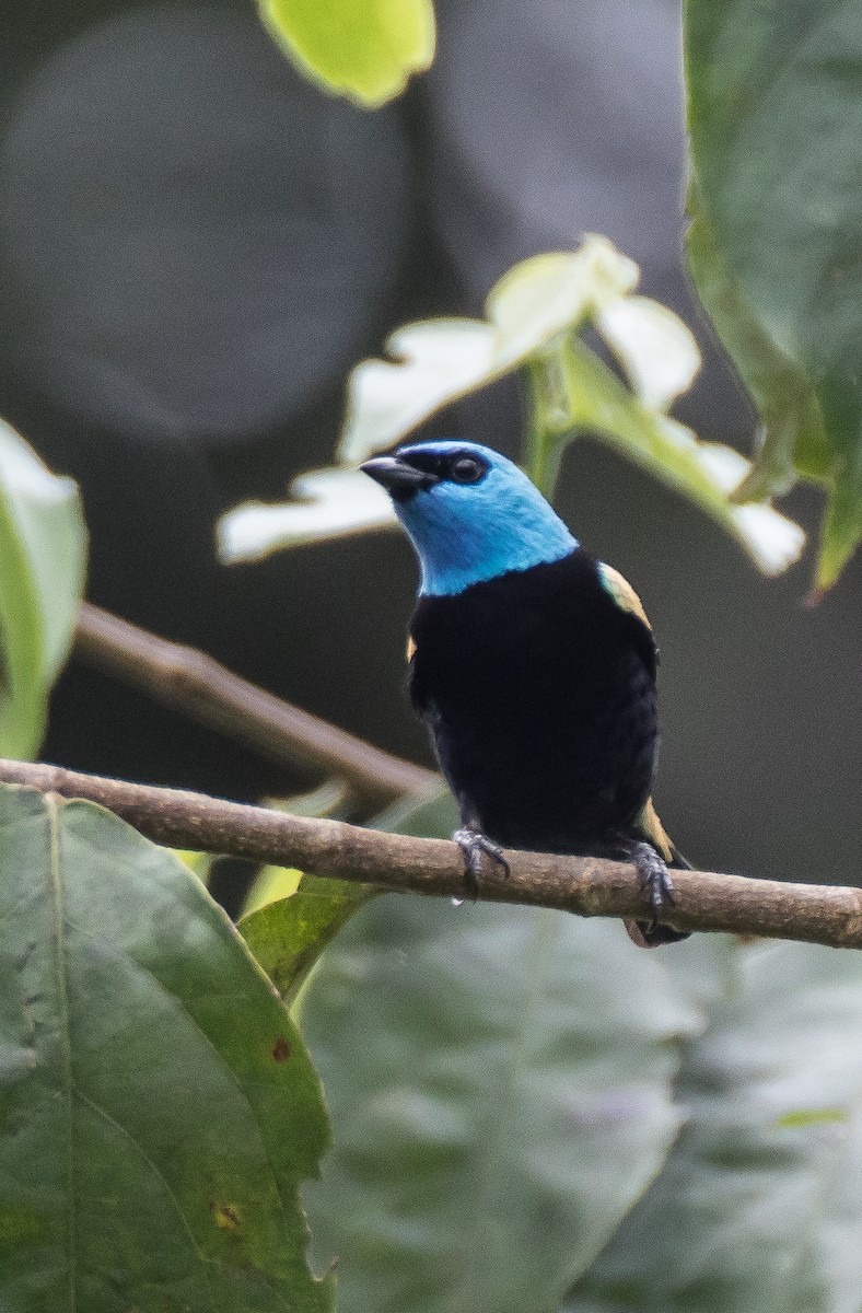 Blue-necked Tanager - ML76309801