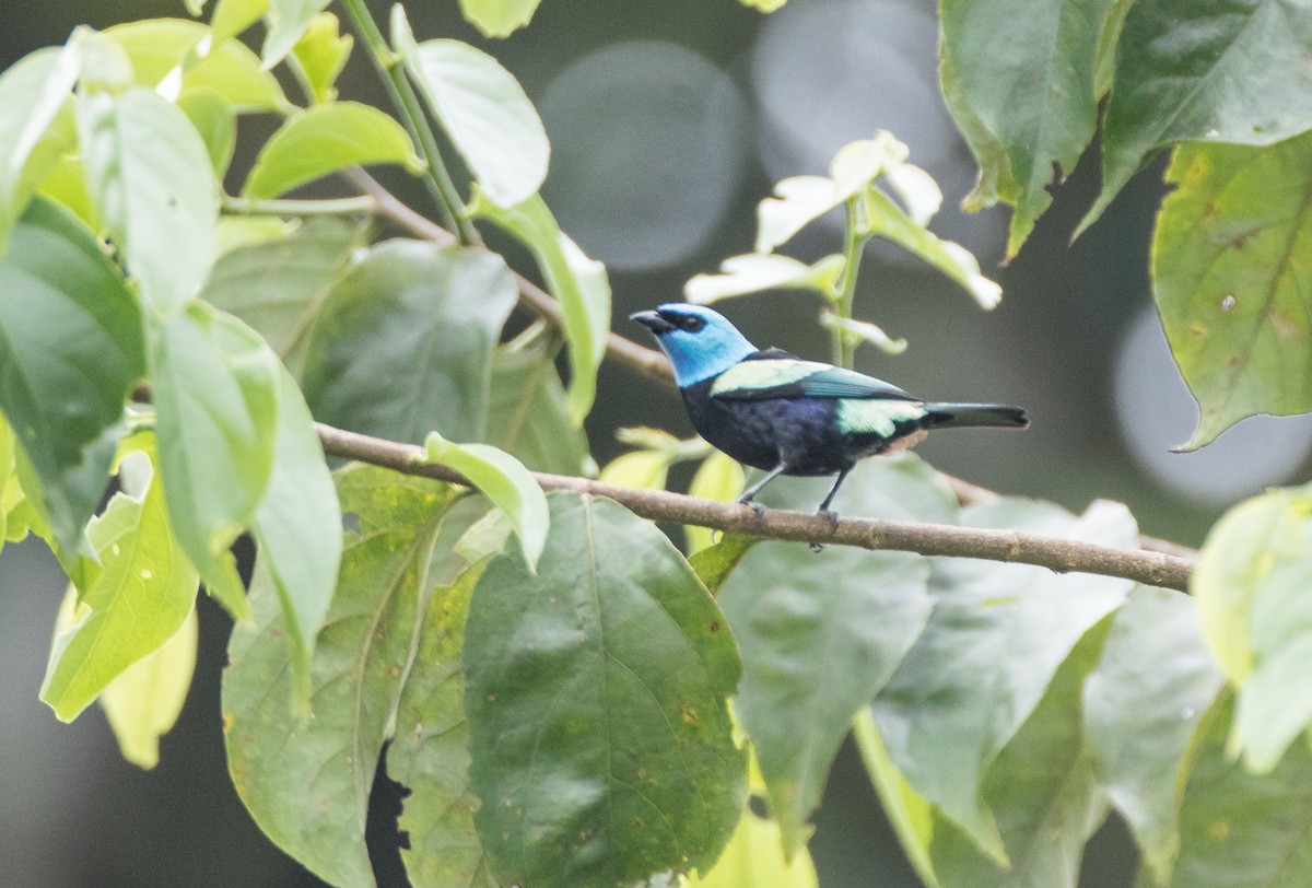 Blue-necked Tanager - ML76309871