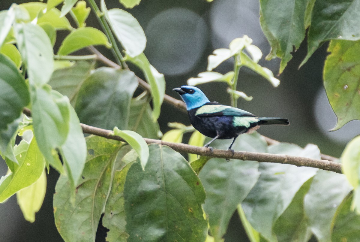 Blue-necked Tanager - ML76309921