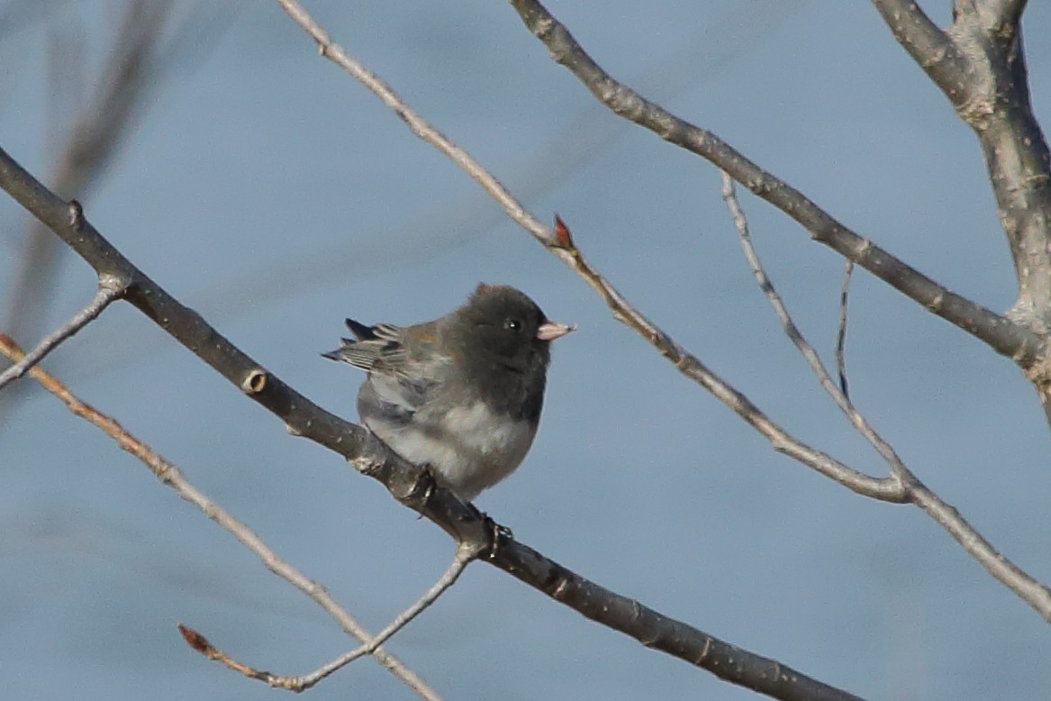 Kara Gözlü Junko (cismontanus) - ML76310721