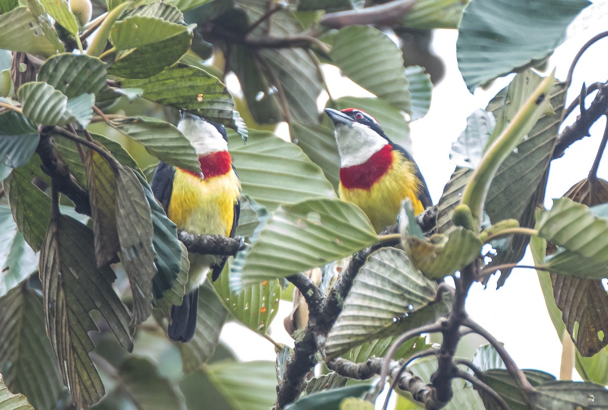 Scarlet-banded Barbet - ML76311531