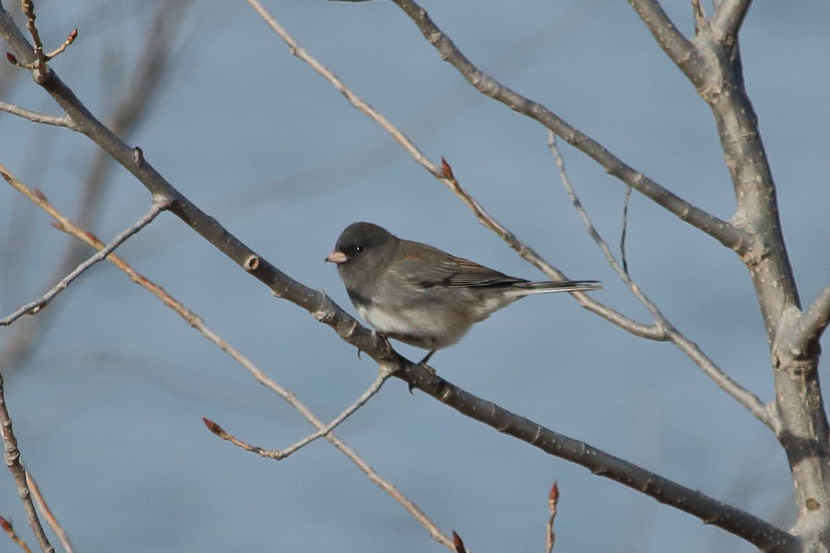 Kara Gözlü Junko (cismontanus) - ML76311561