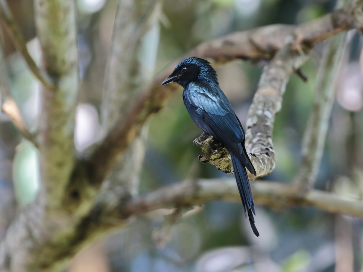 Bronzed Drongo - ML76312251