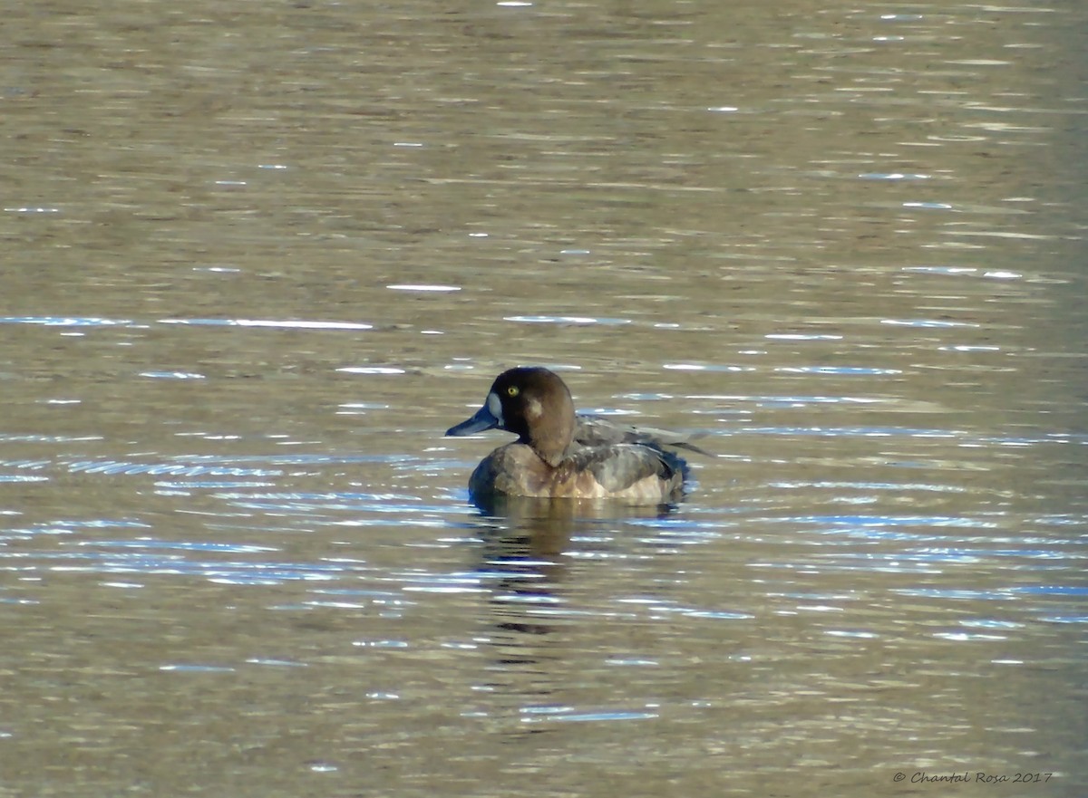 Greater Scaup - ML76312791