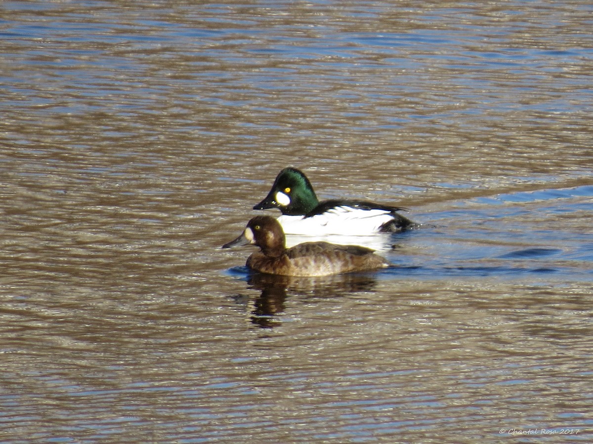 Greater Scaup - ML76312801