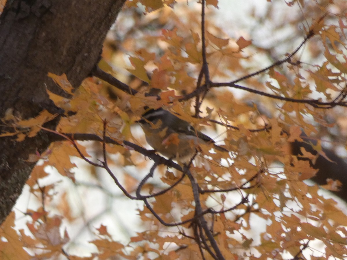 Golden-crowned Kinglet - Christopher Rustay