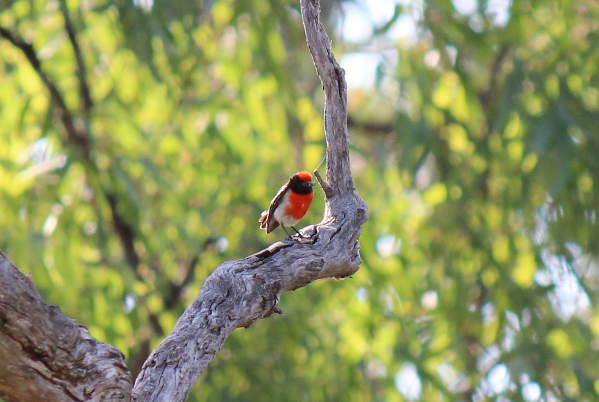 Miro à front rouge - ML76314051