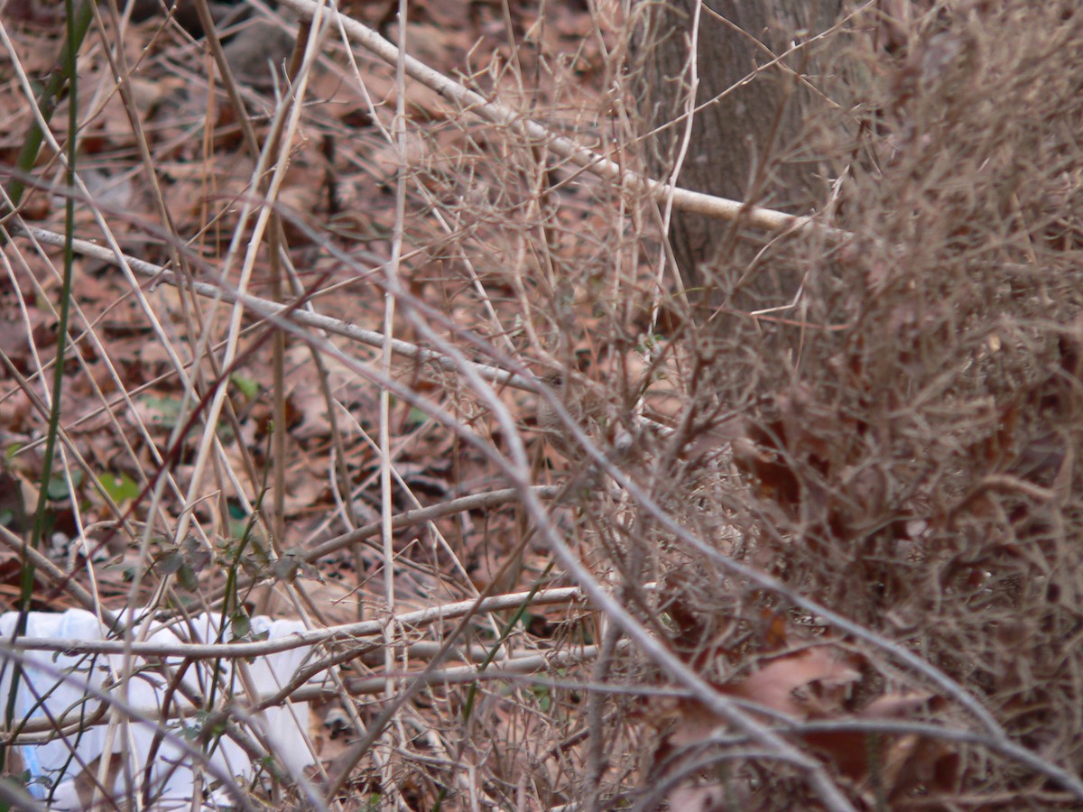 Troglodyte des forêts - ML76316241