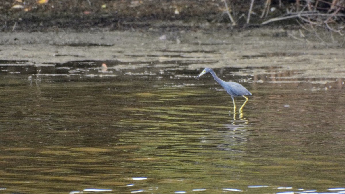 Little Blue Heron - ML76319731