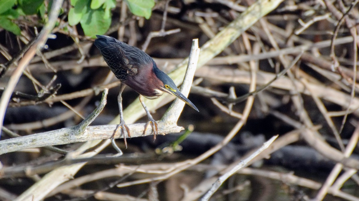 Green Heron - ML76319821