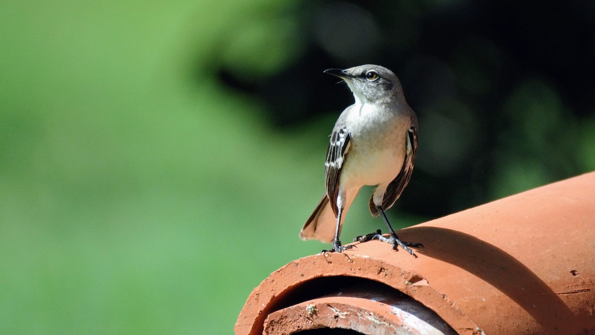 Northern Mockingbird - ML76320101