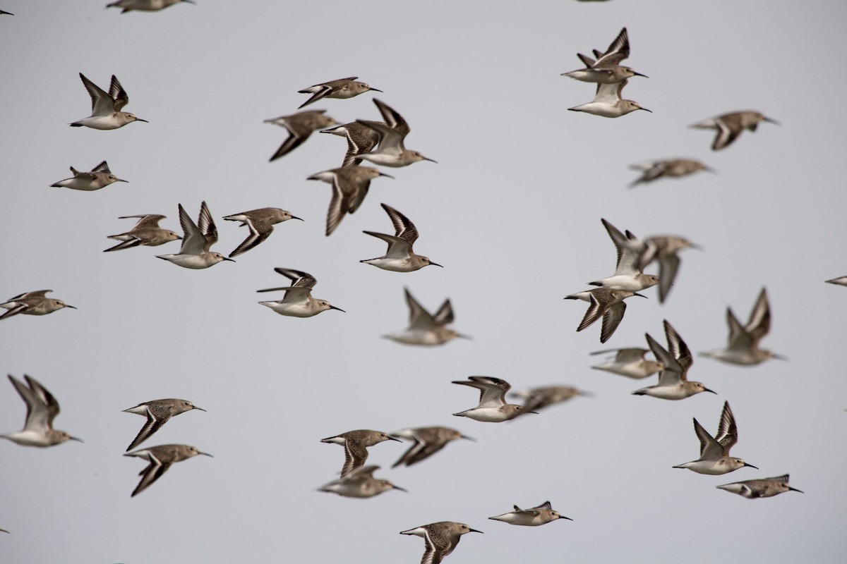 Dunlin - ML76320801