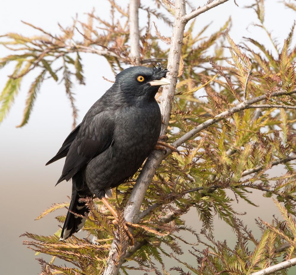 Crested Myna - ML76320821