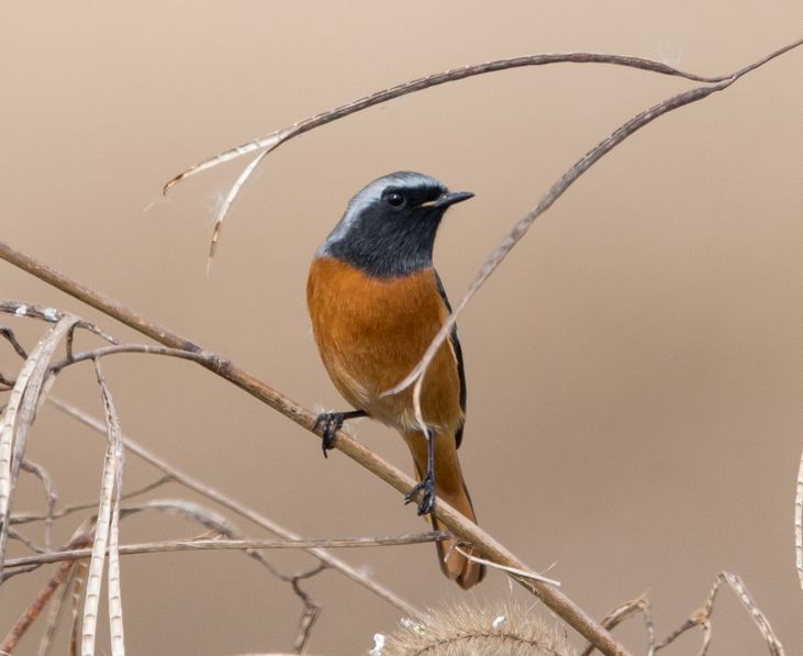 Daurian Redstart - ML76320871