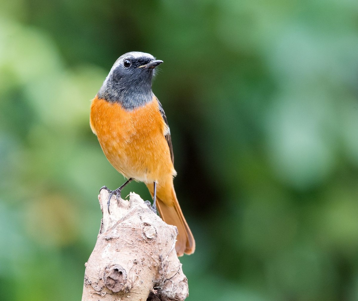 Daurian Redstart - ML76320881