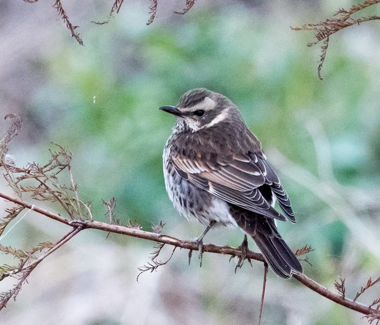 Dusky Thrush - ML76320971