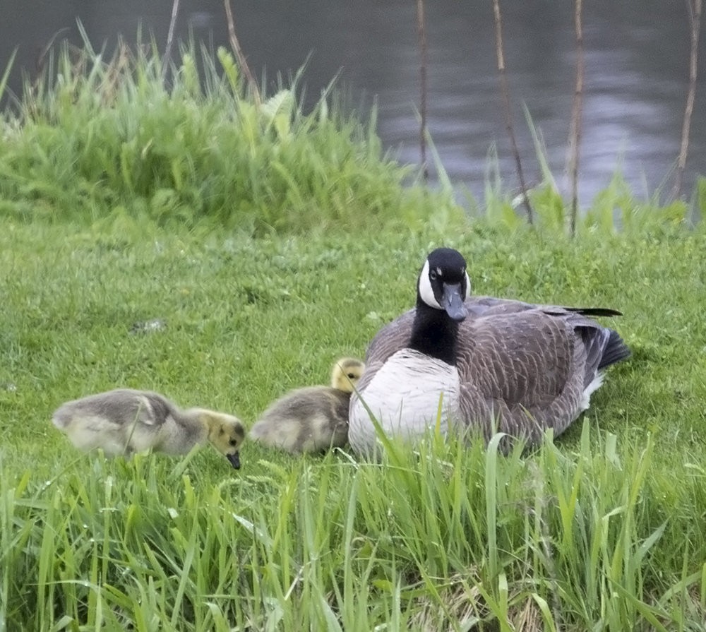 Canada Goose - ML76321221