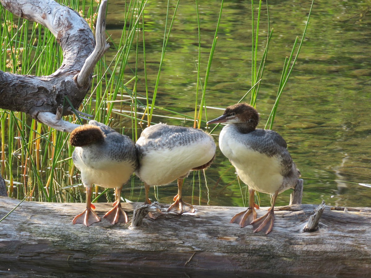 Common Merganser - ML76321431