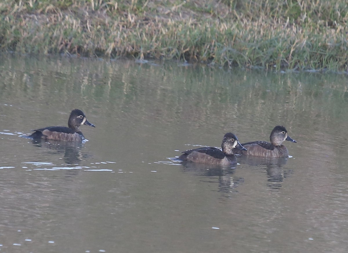 Ring-necked Duck - Andrew Orgill