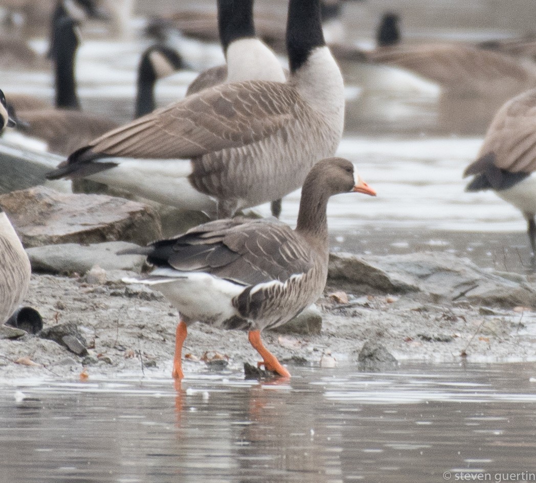 Greater White-fronted Goose - ML76321851
