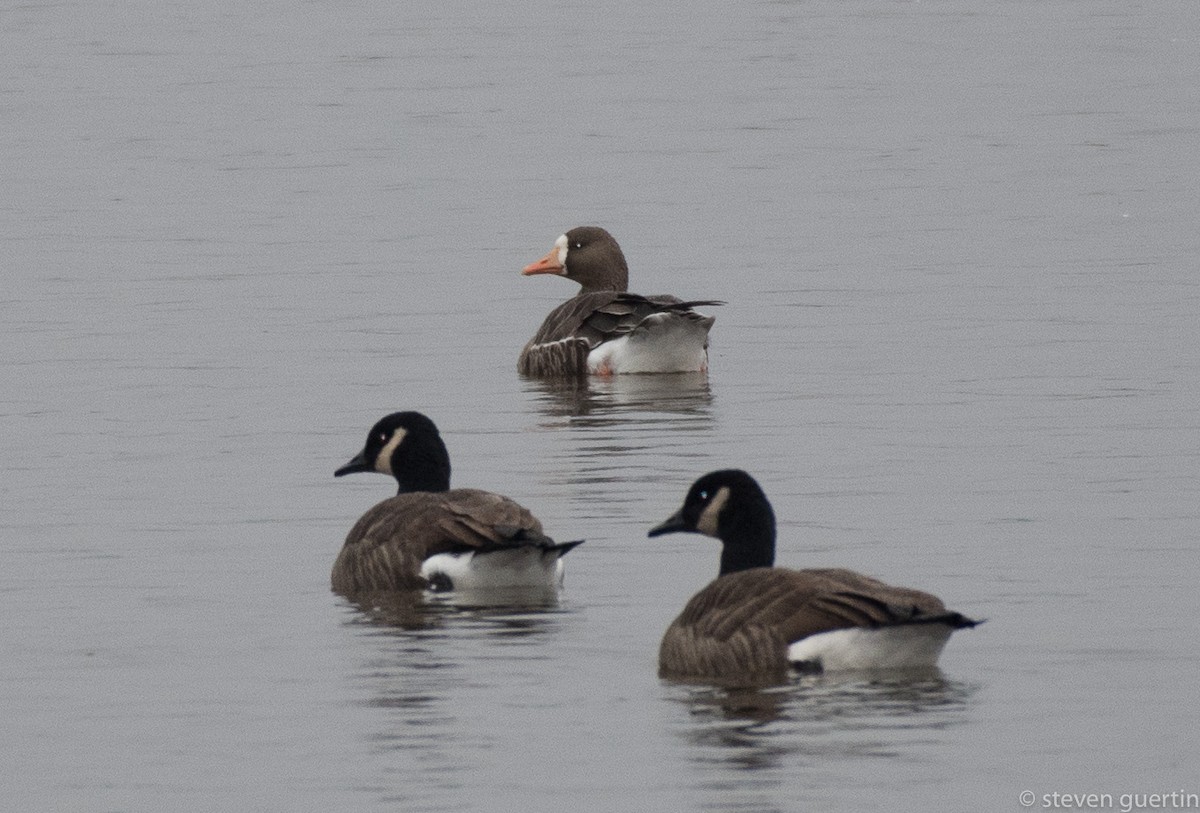 Greater White-fronted Goose - ML76321861