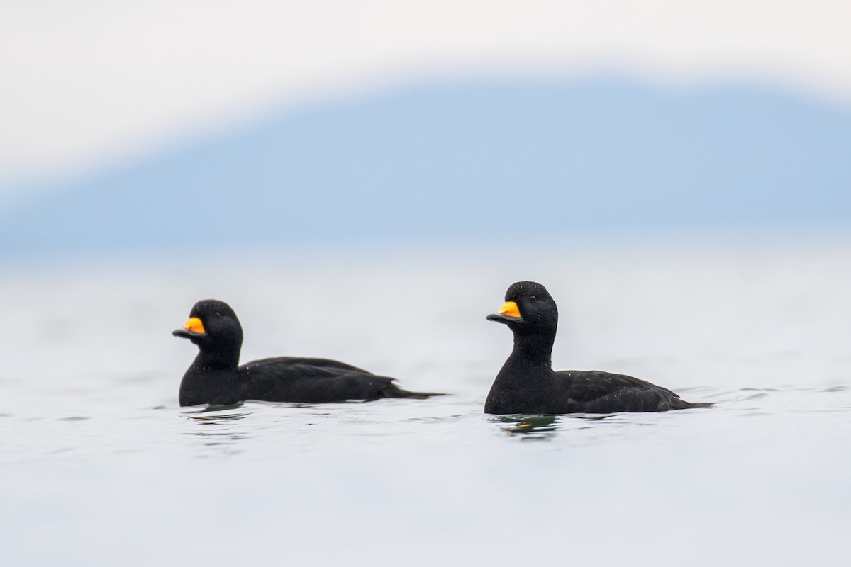 Black Scoter - ML76322431