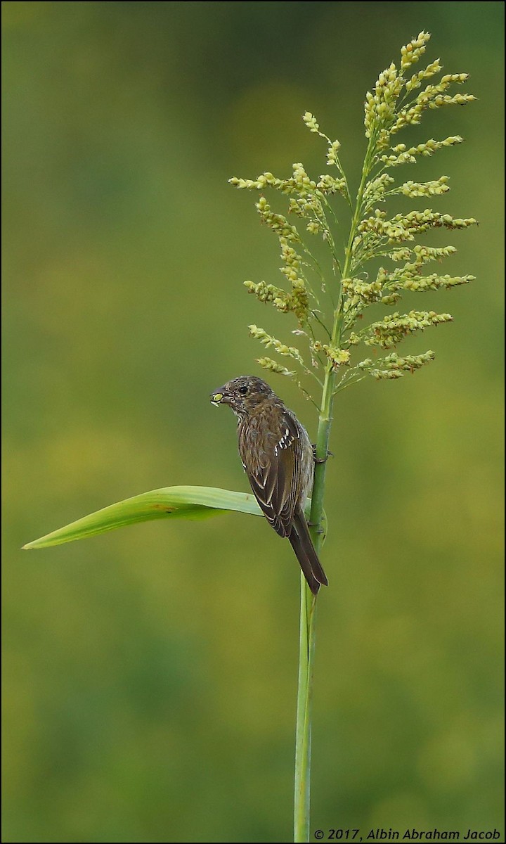 Common Rosefinch - ML76325081