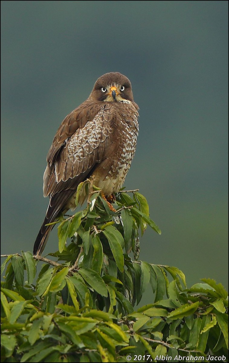 White-eyed Buzzard - ML76325091