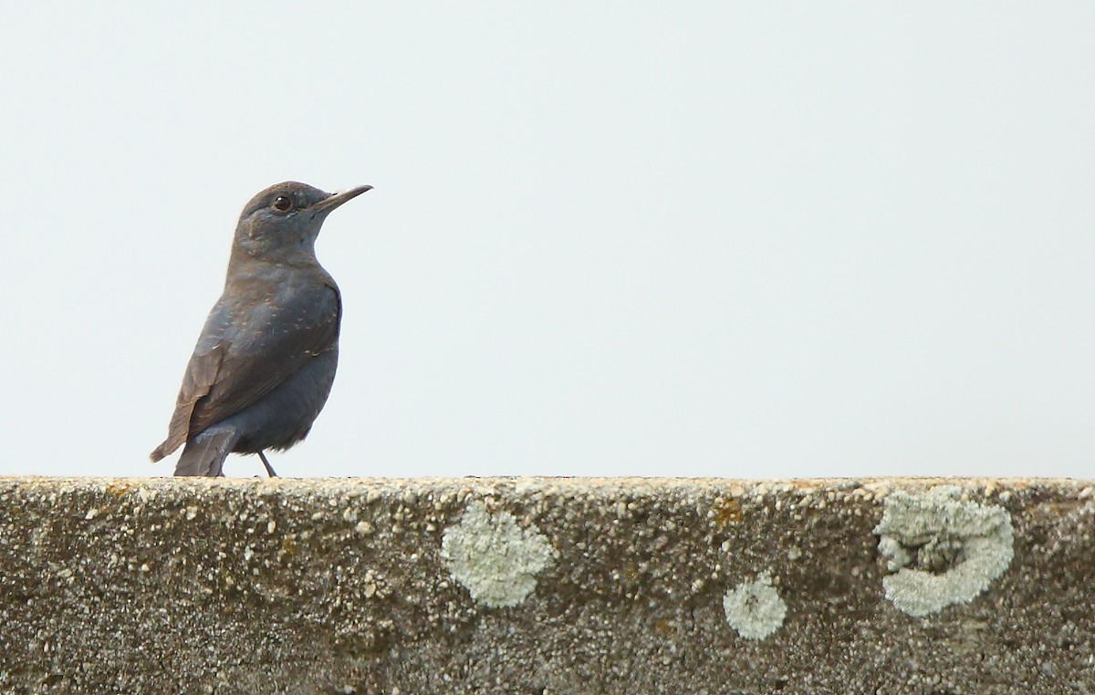 Blue Rock-Thrush - ML76325221