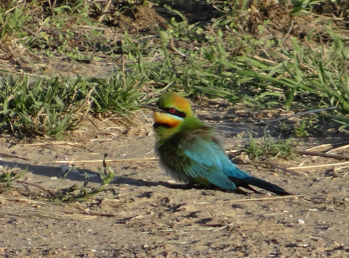 Rainbow Bee-eater - Cara Barnhill