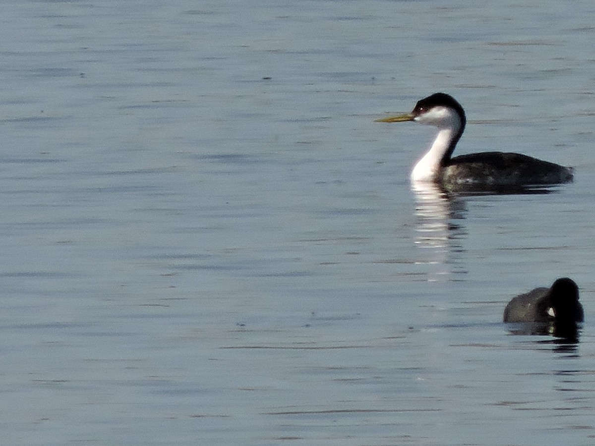 Western Grebe - ML76326181