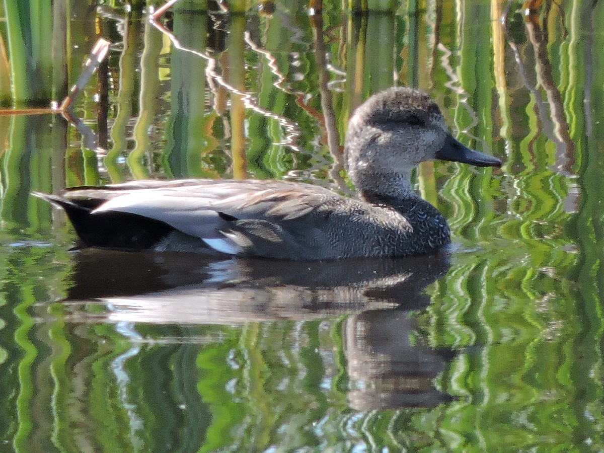 Gadwall - Sara Masuda