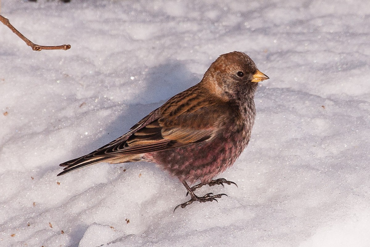 Asian Rosy-Finch - Eric VanderWerf