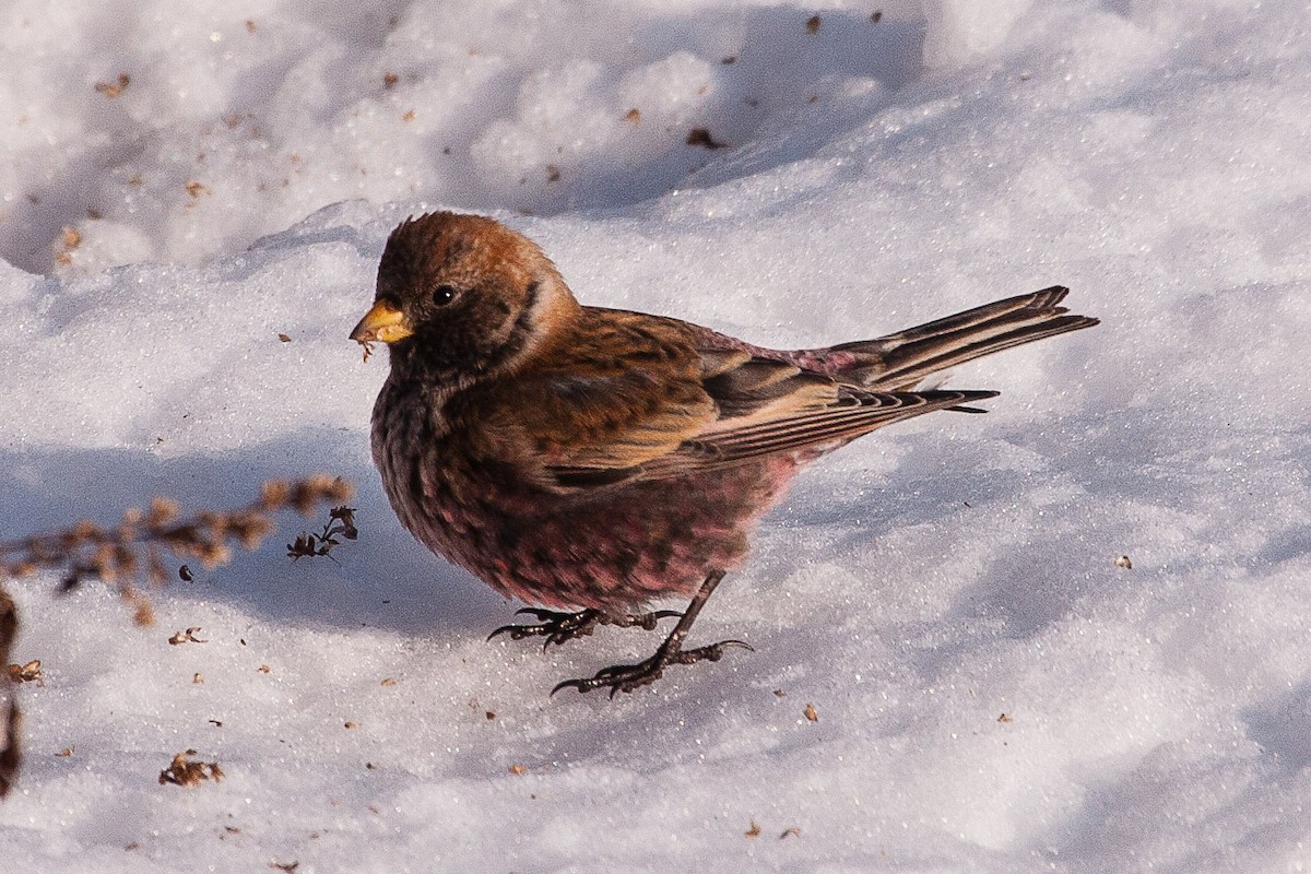 Asian Rosy-Finch - ML76326901