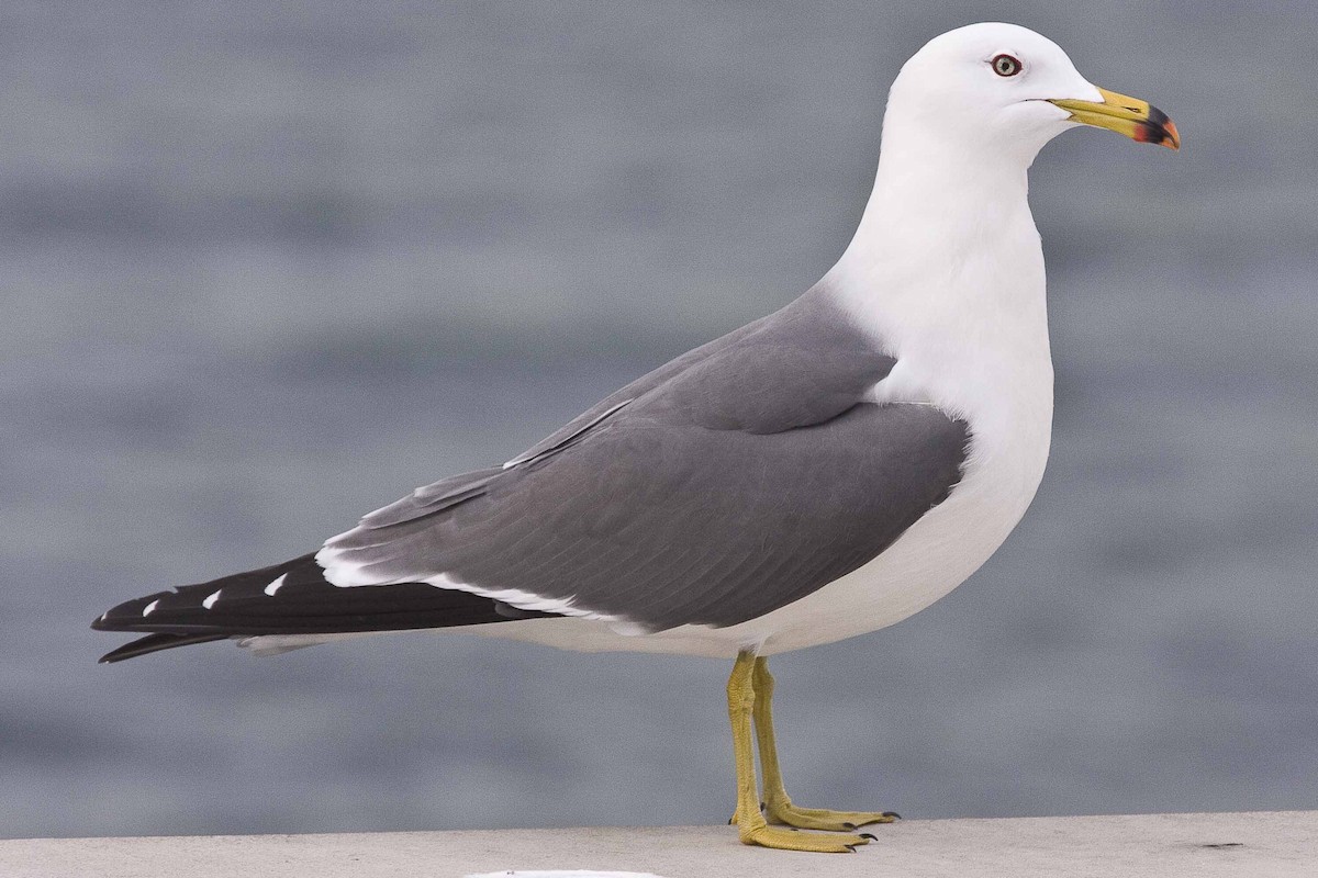 Black-tailed Gull - Eric VanderWerf