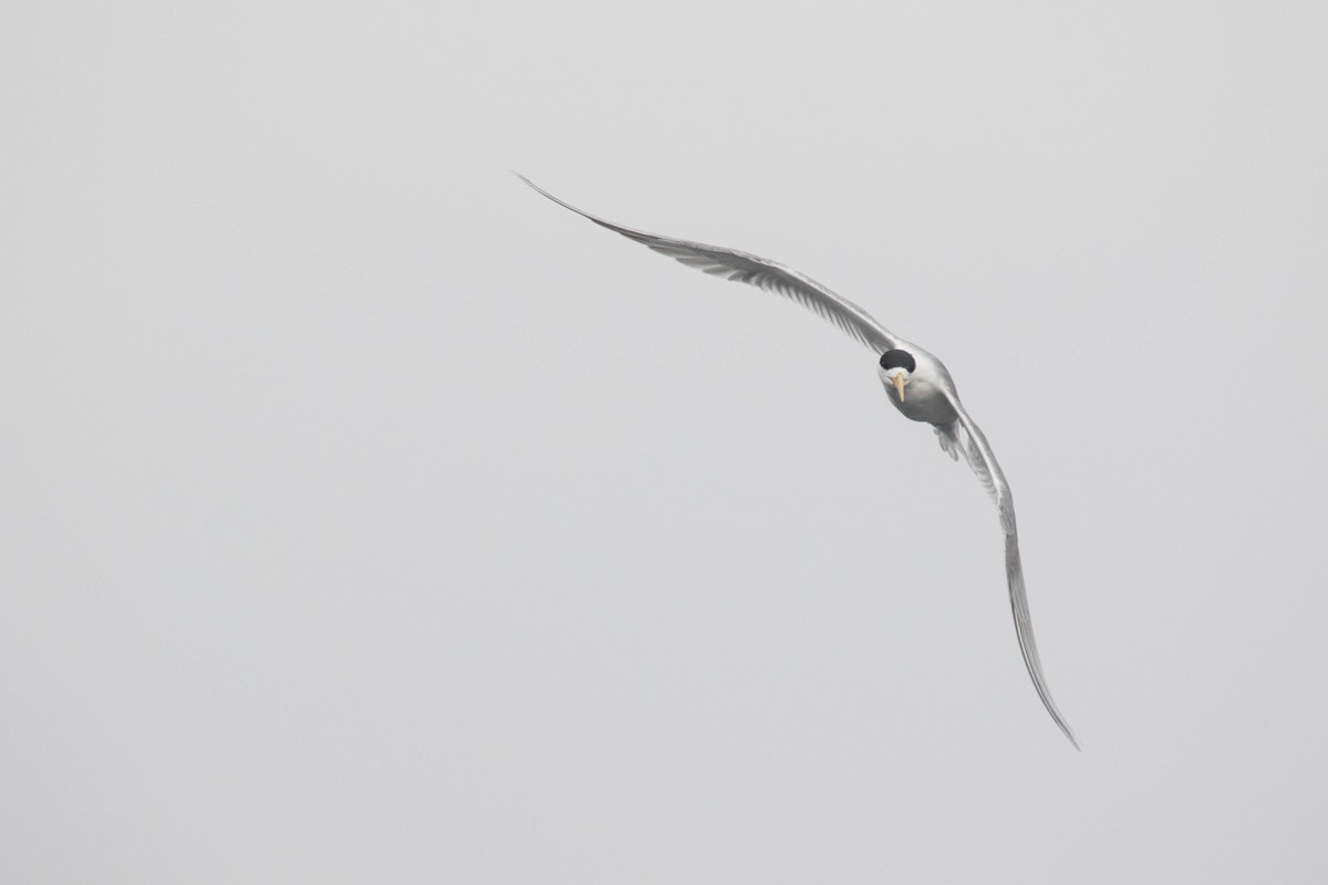 Great Crested Tern - Steven Pratt