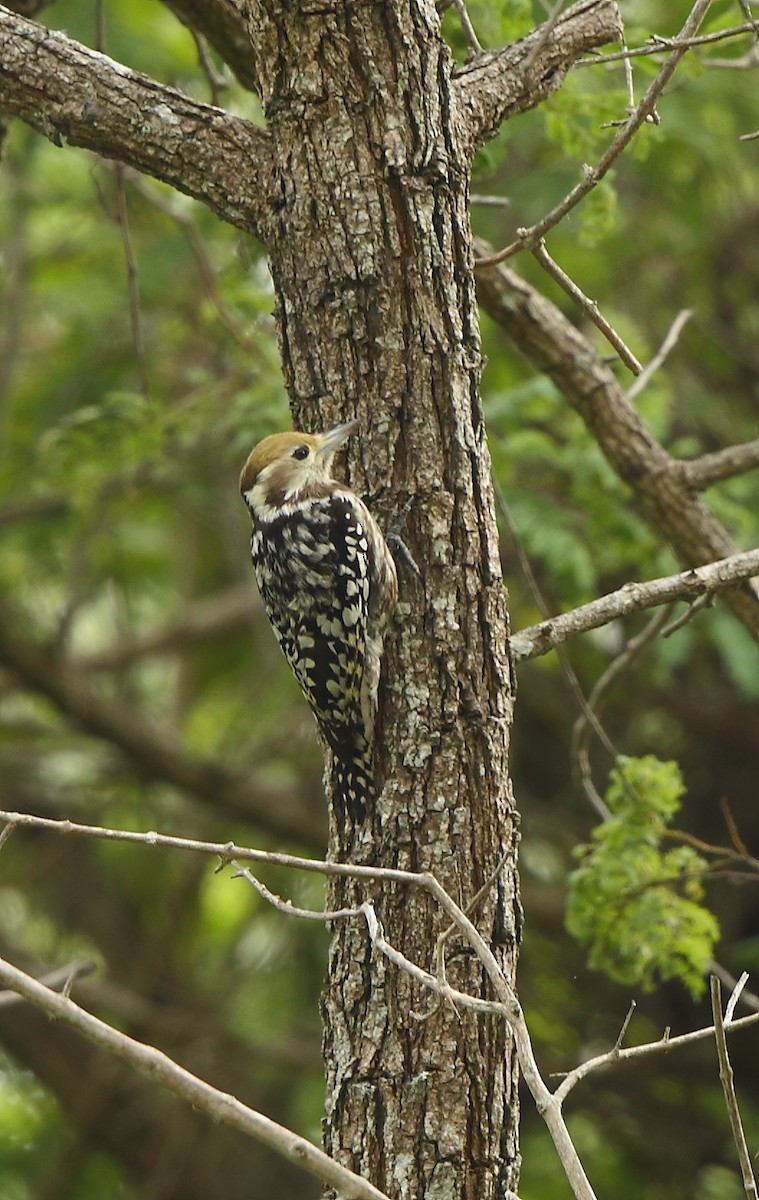 Yellow-crowned Woodpecker - ML76328711