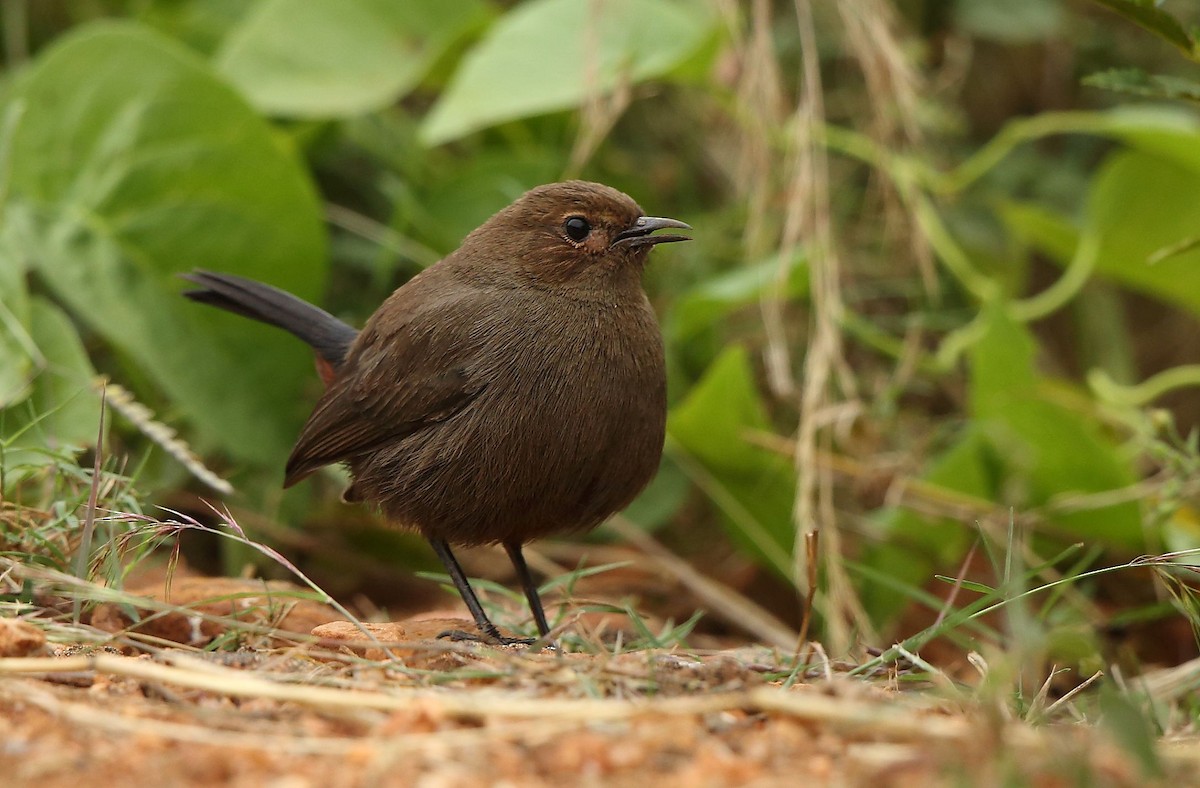 Indian Robin - ML76328741