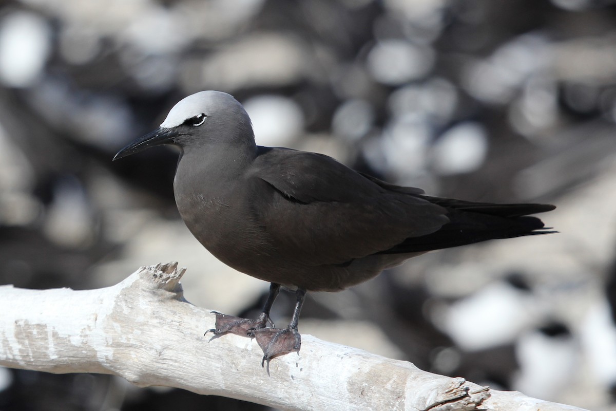 Brown Noddy - Ray Turnbull