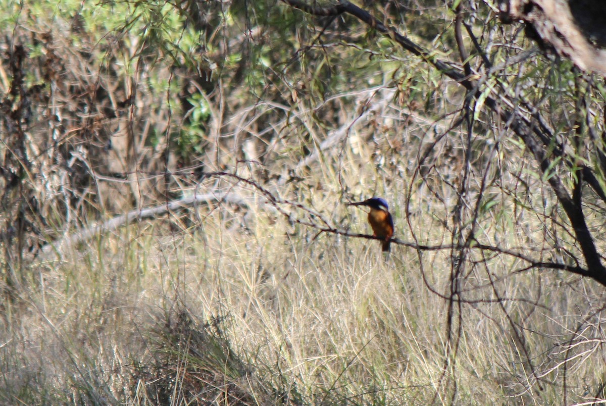 Azure Kingfisher - ML76329391