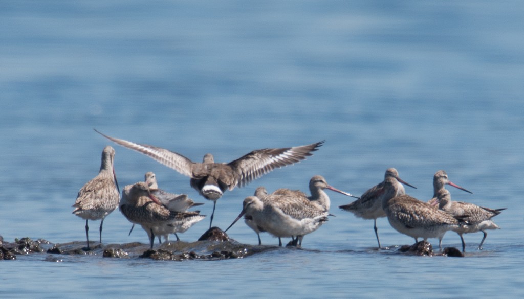 Hudsonian Godwit - John Daniels