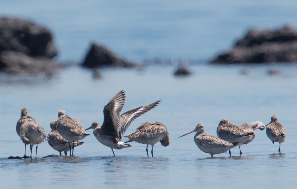 Hudsonian Godwit - John Daniels