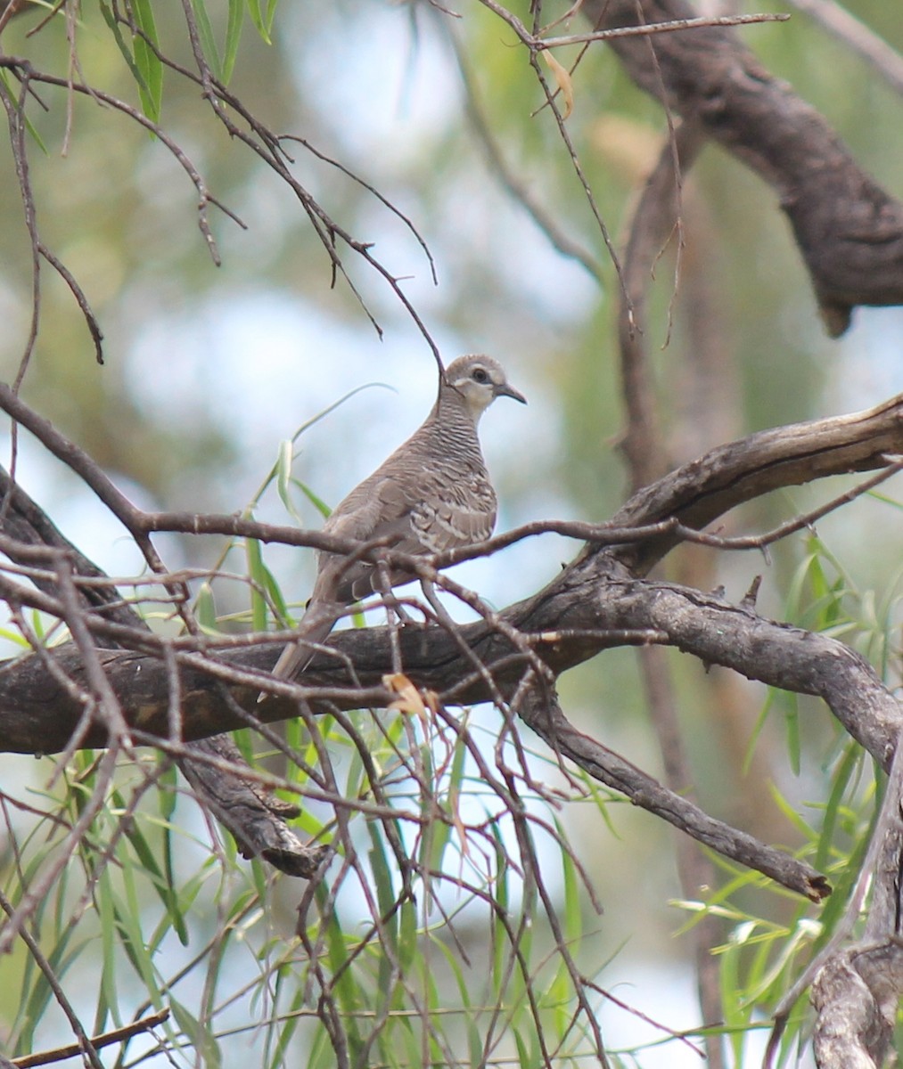 Common Bronzewing - Curtis Hayne