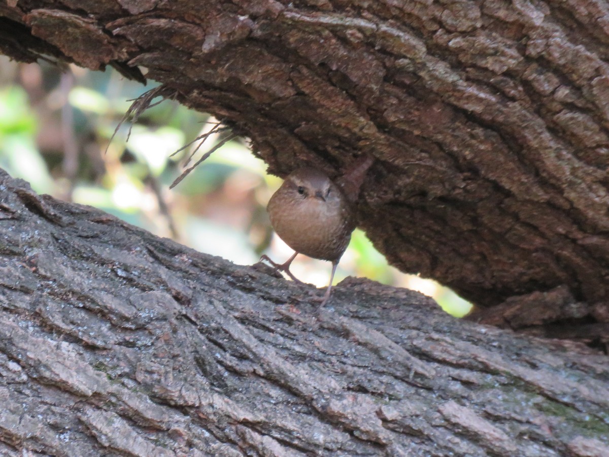 Winter Wren - David Blevins