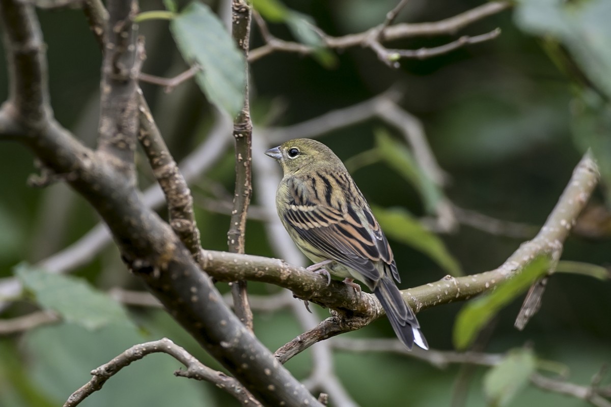 Yellow Bunting - ML76330701